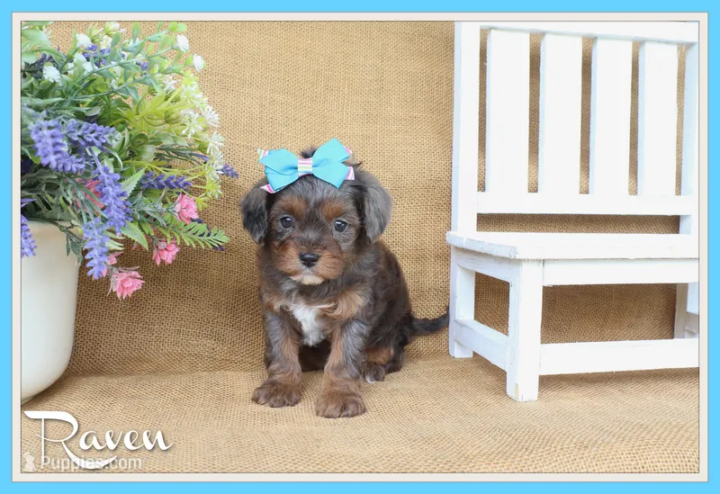 Raven – Cavapoo puppy for sale in Conway, AR
