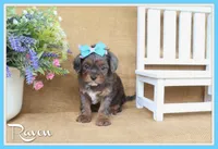 Raven, a female Cavapoo for sale in Conway, AR – 1 of 5