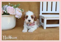 Nathan, a male Cavapoo for sale in Conway, AR – Photo 1 of 4