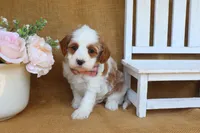 Nathan, a male Cavapoo for sale in Conway, AR – Photo 2 of 4