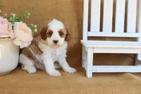 Nathan, a male Cavapoo for sale in Conway, AR – Photo 3 of 4