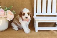 Nathan, a male Cavapoo for sale in Conway, AR – Photo 4 of 4