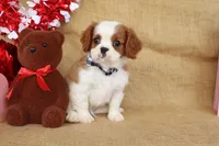 Collin, a male Cavalier King Charles Spaniel for sale in Conway, AR – Photo 5 of 5