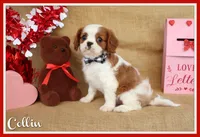 Collin, a male Cavalier King Charles Spaniel for sale in Conway, AR – Photo 1 of 5