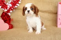 Collin, a male Cavalier King Charles Spaniel for sale in Conway, AR – Photo 4 of 5