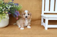 Haven, a female Havanese for sale in Conway, AR – 3 of 7