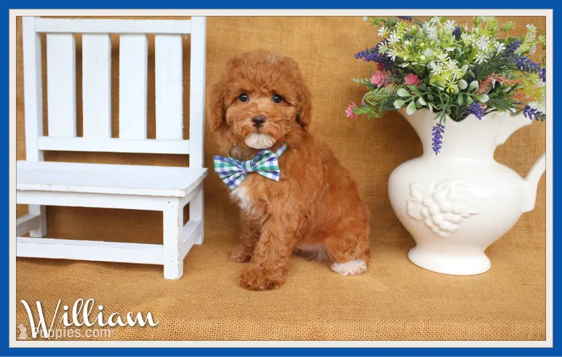 William – Poodle - Toy  puppy for sale in Conway, AR