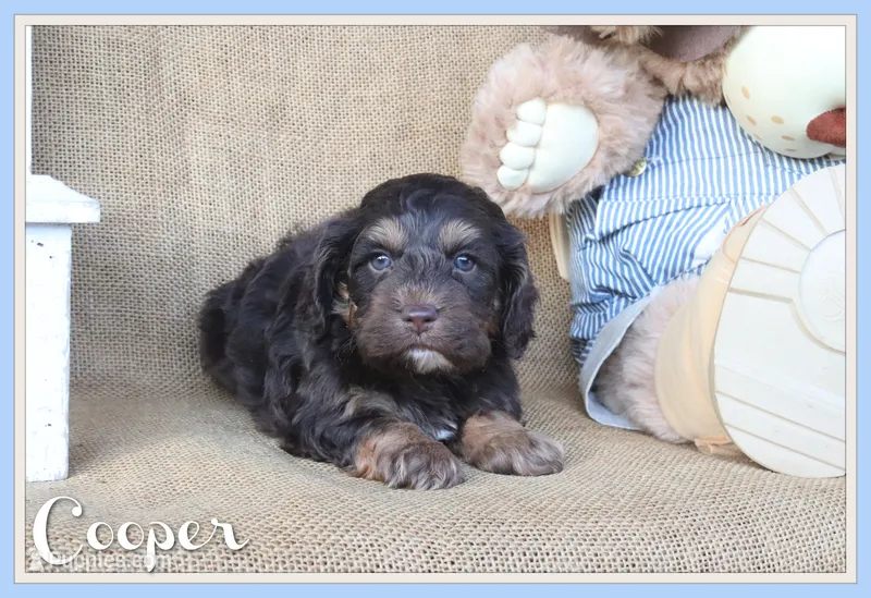 Cooper – Cockapoo puppy for sale in Conway, AR