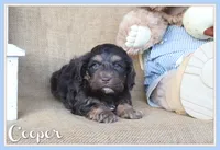 Cooper, a male Cockapoo for sale in Conway, AR – 1 of 4
