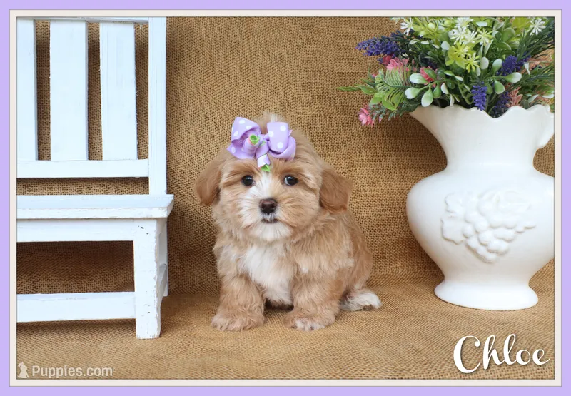 Chloe – Havapoo puppy for sale in Conway, AR