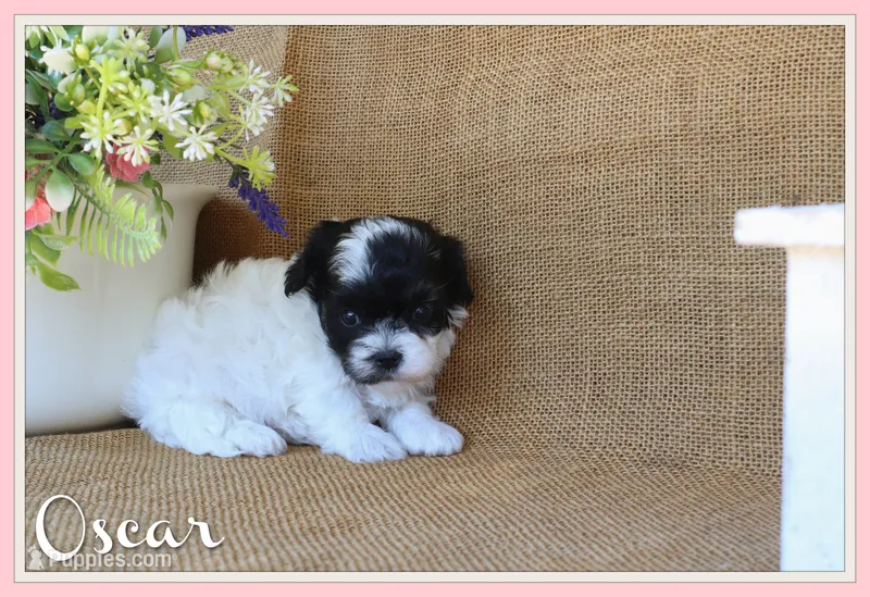 Oscar – Cavapoo puppy for sale in Conway, AR