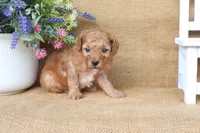 Oliver, a male Poodle - Miniature  for sale in Conway, AR – 4 of 6