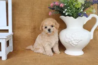 Jade, a female Poochon for sale in Conway, AR – 5 of 5