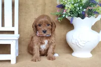 Bentley, a male Cavapoo for sale in Conway, AR – 3 of 4