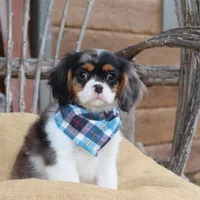 Cason, a male Cavalier King Charles Spaniel for sale in Conway, AR – Photo 5 of 6