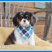 Cason, a male Cavalier King Charles Spaniel for sale in Conway, AR – Photo 1 of 6