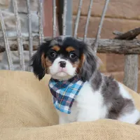 Cason, a male Cavalier King Charles Spaniel for sale in Conway, AR – Photo 3 of 6