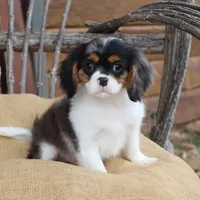 Cason, a male Cavalier King Charles Spaniel for sale in Conway, AR – Photo 2 of 6