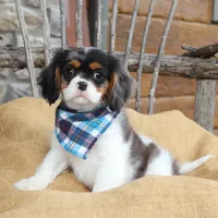 Cason, a male Cavalier King Charles Spaniel for sale in Conway, AR – Photo 4 of 6