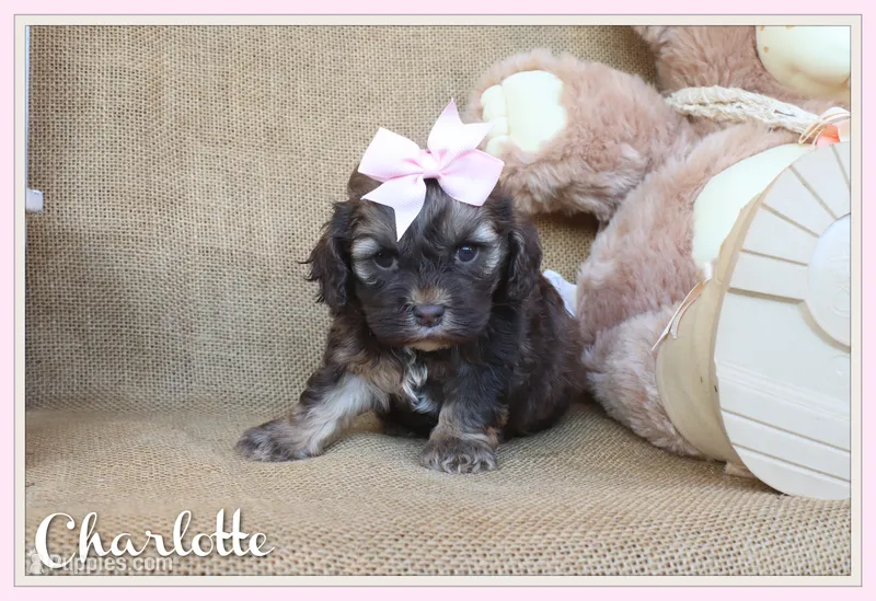 Charlotte – Cockapoo puppy for sale in Conway, AR