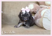 Charlotte, a female Cockapoo for sale in Conway, AR – 1 of 4
