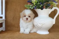 Dean, a male Poodle - Toy  for sale in Conway, AR – 3 of 4