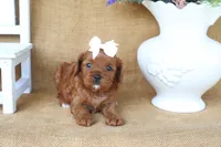 Lainey, a female Cavapoo for sale in Conway, AR – 4 of 4