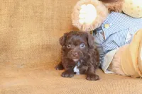 Rhett, a male Yorkipoo for sale in Conway, AR – 4 of 4