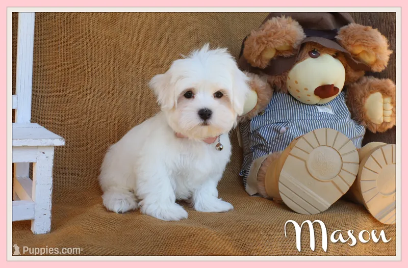 Mason – Maltese puppy for sale in Conway, AR