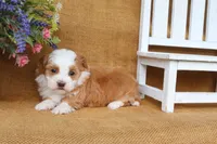 Hallie, a female Havanese for sale in Conway, AR – 5 of 6