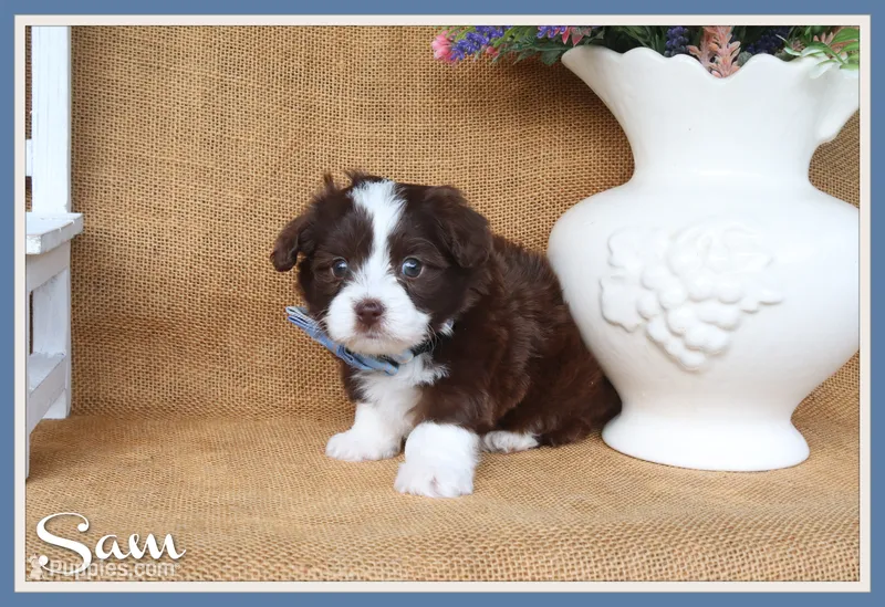 Sam – Yorkipoo puppy for sale in Conway, AR