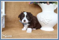 Sam, a male Yorkipoo for sale in Conway, AR – 1 of 6