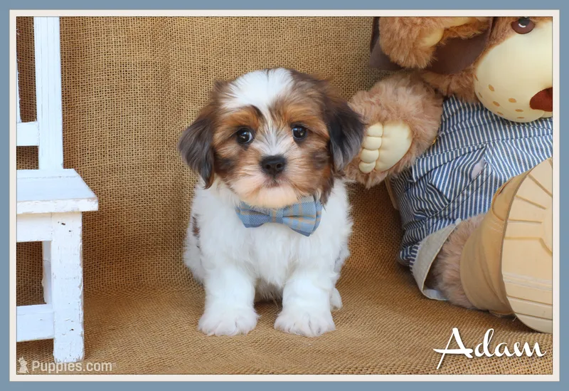Adam – Cavapoo puppy for sale in Conway, AR