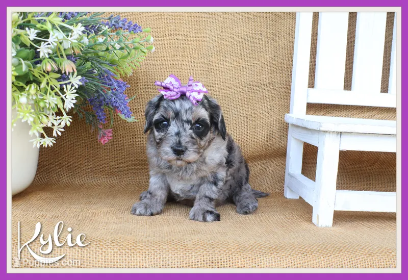 Kylie – Cavapoo puppy for sale in Conway, AR
