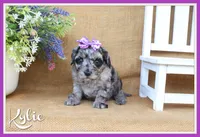 Kylie, a female Cavapoo for sale in Conway, AR – 1 of 5
