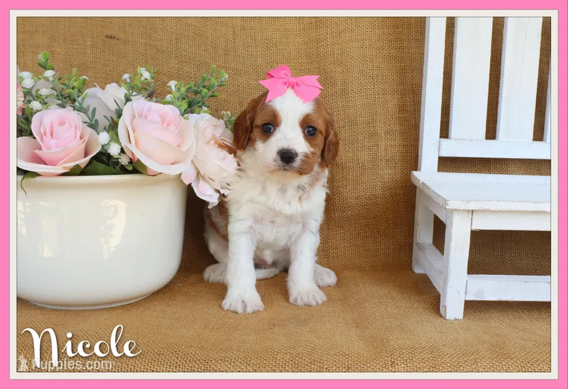 Nicole – Cavapoo puppy for sale in Conway, AR