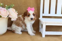 Nicole, a female Cavapoo for sale in Conway, AR – Photo 2 of 4