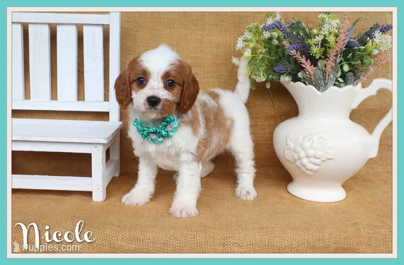 Nicole – Cavapoo puppy for sale in Conway, AR