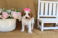 Nicole, a female Cavapoo for sale in Conway, AR – Photo 4 of 4