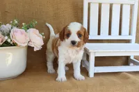 Nicole, a female Cavapoo for sale in Conway, AR – Photo 3 of 4