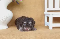 Wesley, a male Havanese for sale in Conway, AR – 3 of 4