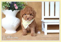 William, a male Poodle - Toy  for sale in Conway, AR – 1 of 5