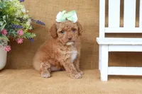 Rosie, a female Cavapoo for sale in Conway, AR – 3 of 5