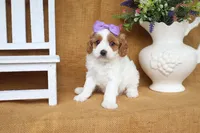 Bailey, a female Cavapoo for sale in Conway, AR – 4 of 4