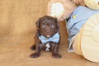 Rhett, a male Yorkipoo for sale in Conway, AR – 3 of 4
