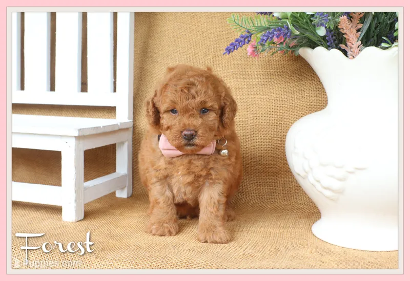 Forest – Poodle - Toy  puppy for sale in Conway, AR
