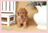 Forest, a male Poodle - Toy  for sale in Conway, AR – 1 of 5