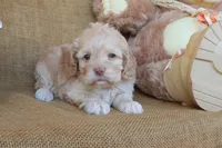 Clover, a female Cockapoo for sale in Conway, AR – 4 of 4