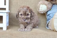 Crew, a male Cockapoo for sale in Conway, AR – 4 of 4