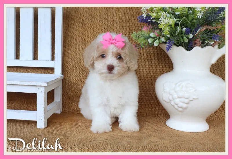 Delilah – Poodle - Toy  puppy for sale in Conway, AR